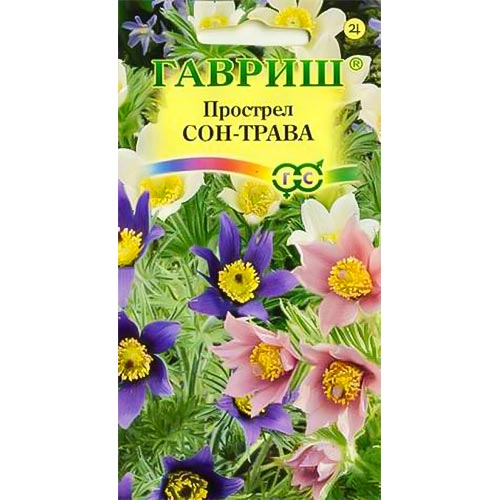 Прострел Сон-трава, смесь окрасок Гавриш изображение 1 артикул 92208