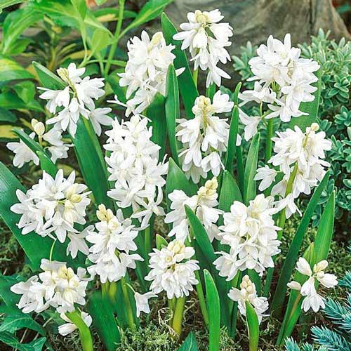 Пушкиния Альба изображение 1 артикул 67444