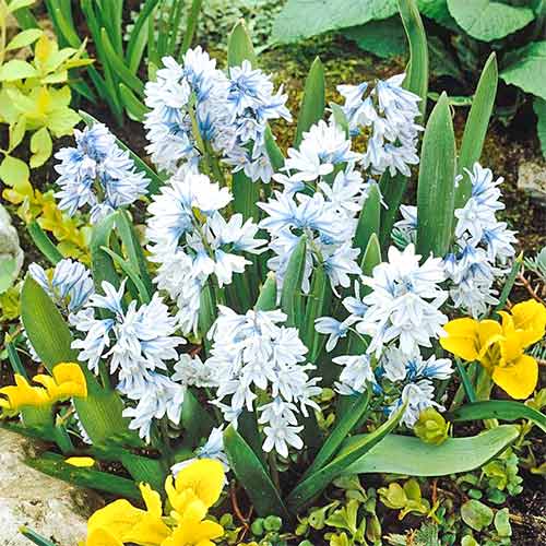 Пушкиния Ливанская изображение 1 артикул 67677