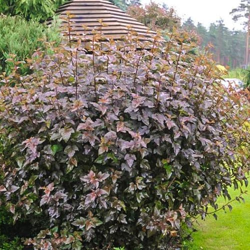 Пузыреплодник Ред Барон изображение 1 артикул 9086