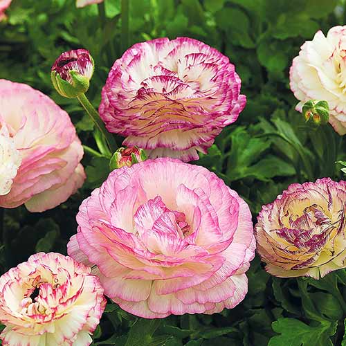 Ранункулюс (лютик) Маше Набор Двуцветный артикул фото 1 Ранункулюс (лютик) Маше Набор Двуцветный изображение 1 артикул 71900