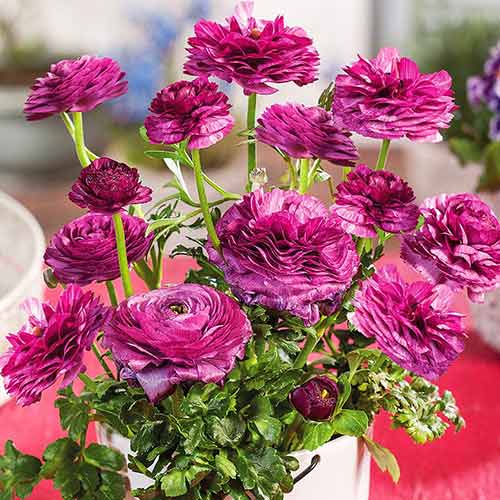 Ранункулюс (лютик) Маше Фиолетовый артикул фото 1 Ранункулюс (лютик) Маше Фиолетовый изображение 1 артикул 71898