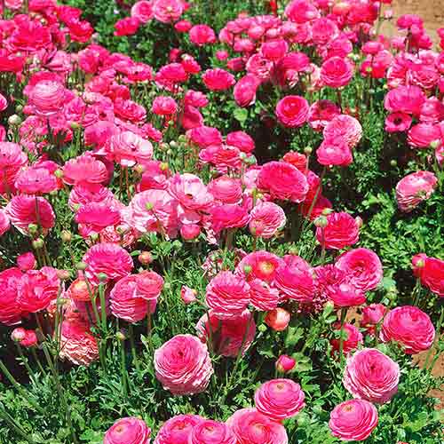 Ранункулюс (лютик) Маше Розовый артикул фото 1 Ранункулюс (лютик) Маше Розовый изображение 1 артикул 71899