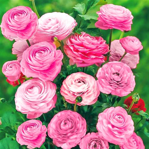 Ранункулюс (лютик) Пинк изображение 1 артикул 76358