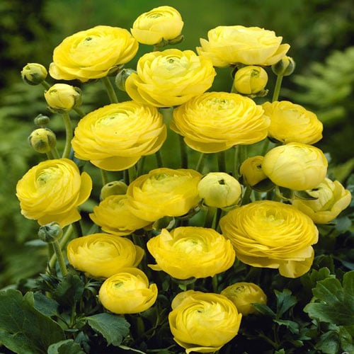 Ранункулюс Йеллоу изображение 1 артикул 2961