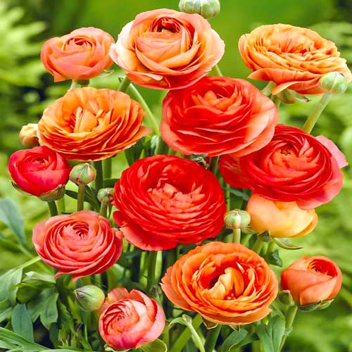 Ранункулюс Оранж артикул фото 1 Ранункулюс Оранж изображение 1 артикул 2962