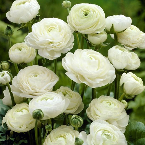 Ранункулюс Вайт артикул фото 1 Ранункулюс Вайт изображение 1 артикул 2960