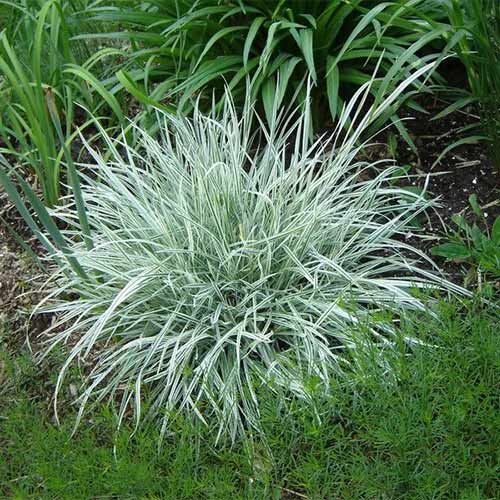 Райграс Вариегатум изображение 1 артикул 01405