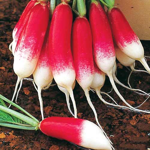 Редис Киви изображение 1 артикул 65351