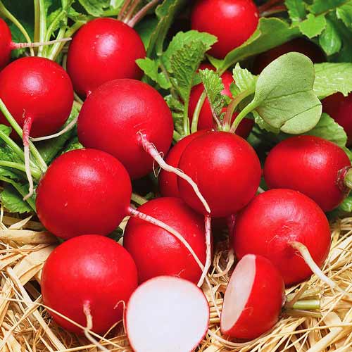 Редис Ранний красный изображение 1 артикул 81219