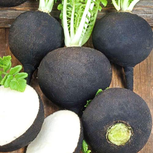 Редька Карбон изображение 1 артикул 69807