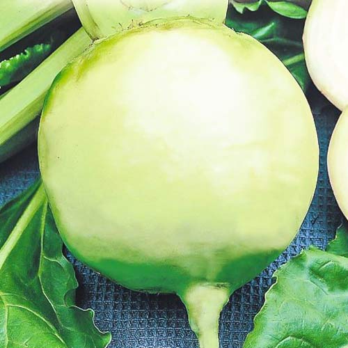 Редька Медео изображение 1 артикул 69808