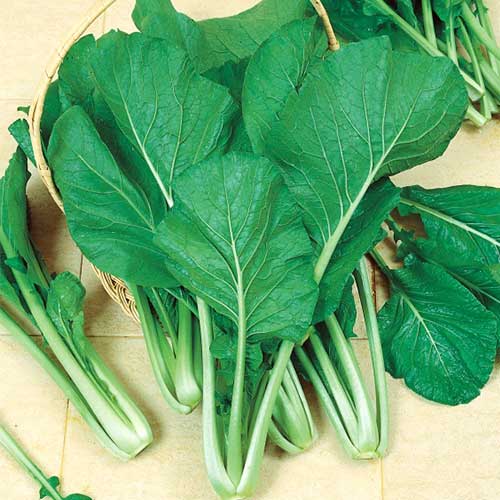 Репа листовая Комацуна артикул фото 1 Репа листовая Комацуна изображение 1 артикул 71913