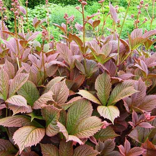 Роджерсия Чоколат Вингс артикул фото 1 Роджерсия Чоколат Вингс изображение 1 артикул 68752