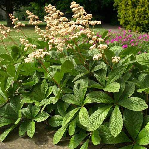 Роджерсия Элеганс артикул фото 1 Роджерсия Элеганс изображение 1 артикул 68753