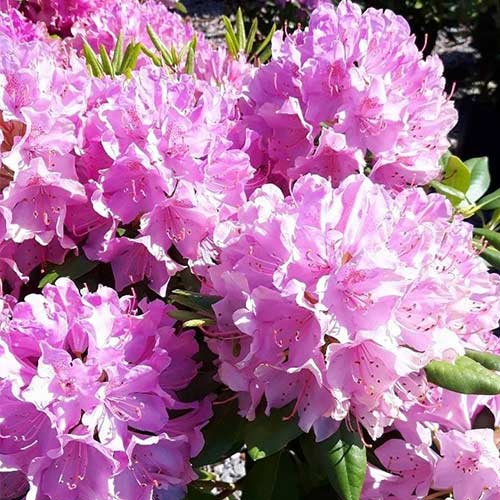 Рододендрон Грандифлорум артикул фото 1 Рододендрон Грандифлорум изображение 1 артикул 01183