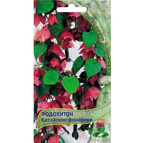 Родохитон Китайские фонарики Поиск изображение 1 артикул 93106