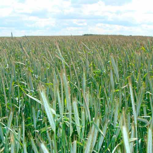 Рожь озимая, семена изображение 1 артикул 65692