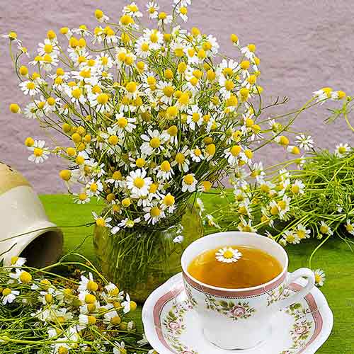 Ромашка аптечная Камилла изображение 1 артикул 74029