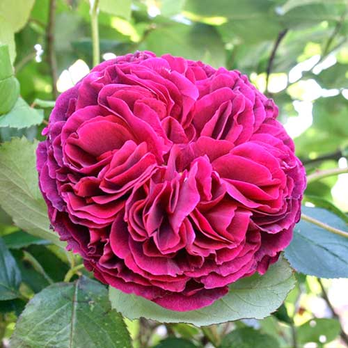 Роза английская Фальстаф (Falstaff) изображение 1 артикул 3701