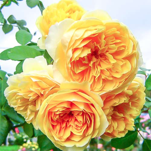 Роза английская Грэхам Томас (Graham Thomas) изображение 1 артикул 2214