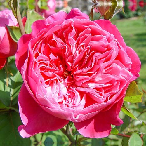 Роза чайно-гибридная Академия изображение 1 артикул 5547