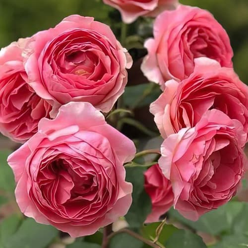 Роза чайно-гибридная Амандин Шанель (Amandine Chanel) изображение 1 артикул 1522