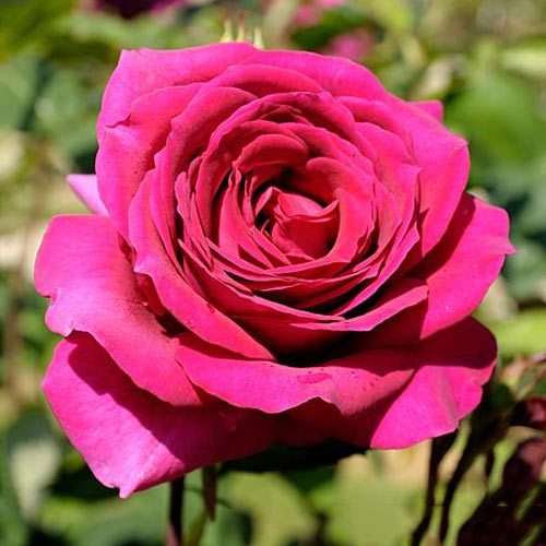 Роза чайно-гибридная Биг Перпл (Big Purple) изображение 1 артикул 2105