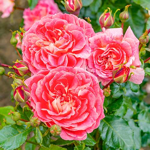 Роза чайно-гибридная Дизайнер Сансет изображение 1 артикул 4984