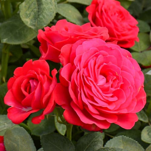 Роза чайно-гибридная Доминика изображение 1 артикул 3748