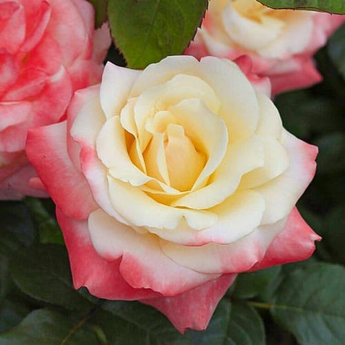 Роза чайно-гибридная Фиджи (Fiji) изображение 1 артикул 3765