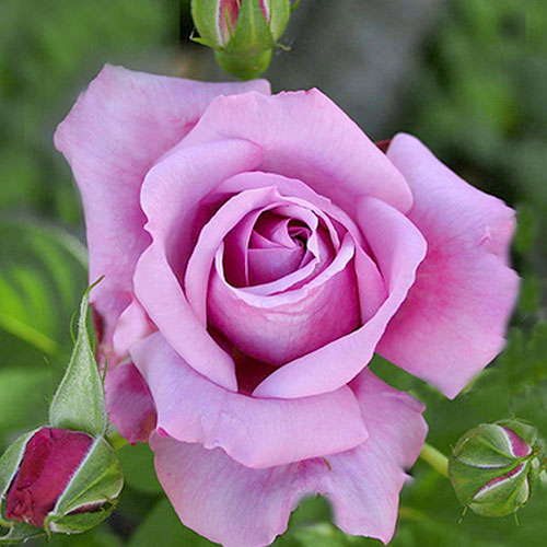 Роза чайно-гибридная Голубой Нил изображение 1 артикул 3725