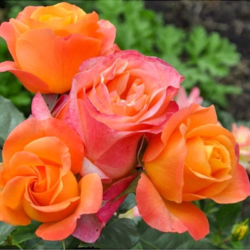 Роза чайно-гибридная Ибица артикул фото 1 Роза чайно-гибридная Ибица изображение 1 артикул 3749