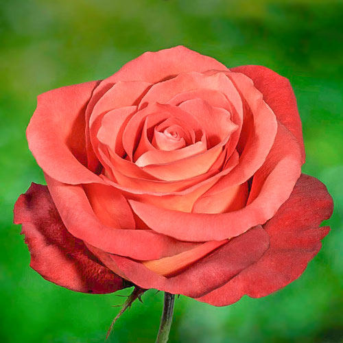 Роза чайно-гибридная Кофе Брейк (Coffee Break) изображение 1 артикул 2122