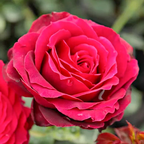 Роза чайно-гибридная Магия Нера артикул фото 1 Роза чайно-гибридная Магия Нера изображение 1 артикул 5533