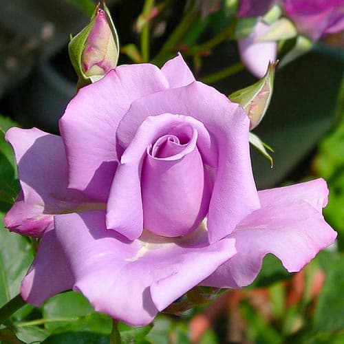 Роза чайно-гибридная Майнцер Фастнахт, C2 изображение 1 артикул 3853