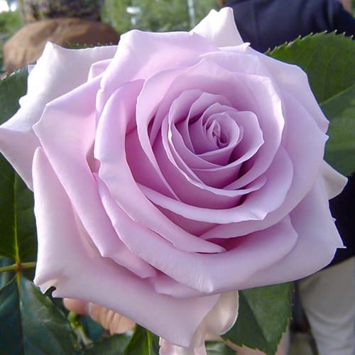 Роза чайно-гибридная Песня Океана (Ocean song) изображение 1 артикул 1521