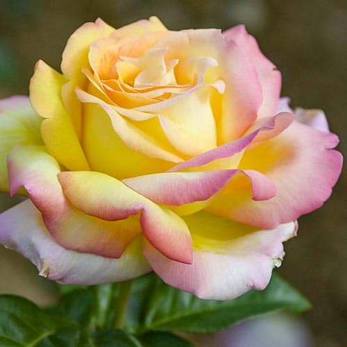 Роза чайно-гибридная Пис (Peace) изображение 1 артикул 3758