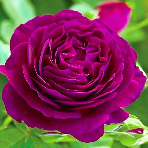 Роза чайно-гибридная Твайлайт Зоун изображение 1 артикул 5537