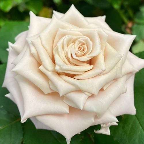 Роза чайно-гибридная Мента (Menta) изображение 1 артикул 2061