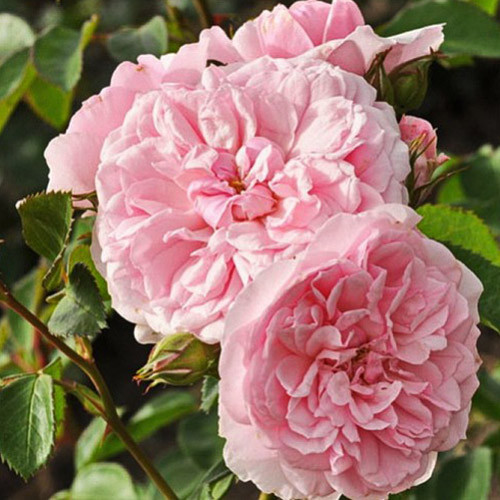 Роза флорибунда Блаш Аллюр Винтер изображение 1 артикул 3527