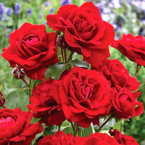 Роза флорибунда Блэк Черри изображение 1 артикул 2189