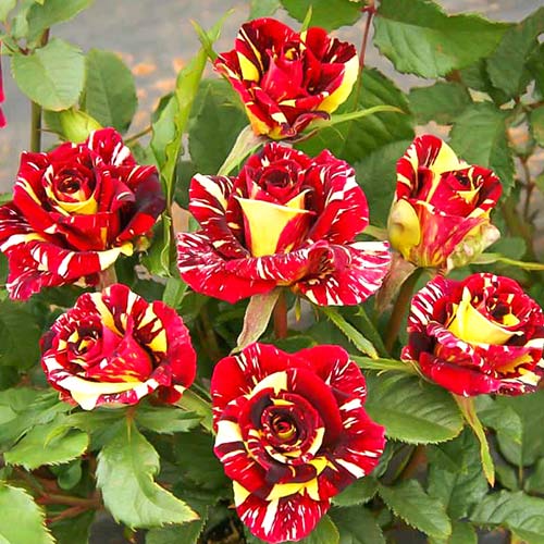 Роза флорибунда Фокус Покус (Focus Pocus) изображение 1 артикул 3718