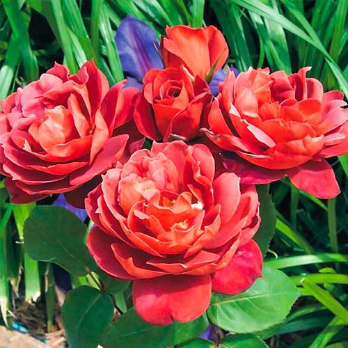 Роза флорибунда Хот Какао артикул фото 1 Роза флорибунда Хот Какао изображение 1 артикул 5509