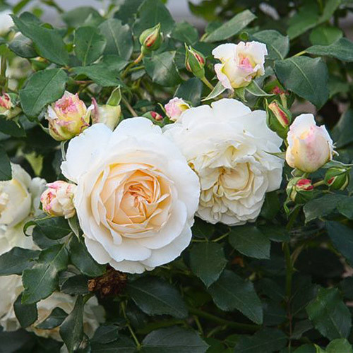 Роза флорибунда Космос артикул фото 2 Роза флорибунда Космос изображение 2 артикул 3531