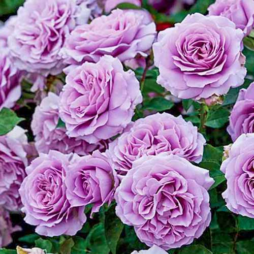 Роза флорибунда Лав Сонг (Love Song) изображение 1 артикул 2193