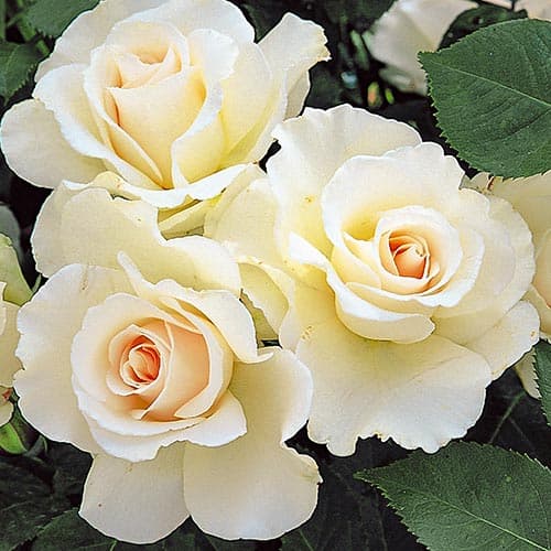 Роза флорибунда Маргарет артикул фото 1 Роза флорибунда Маргарет изображение 1 артикул 4569