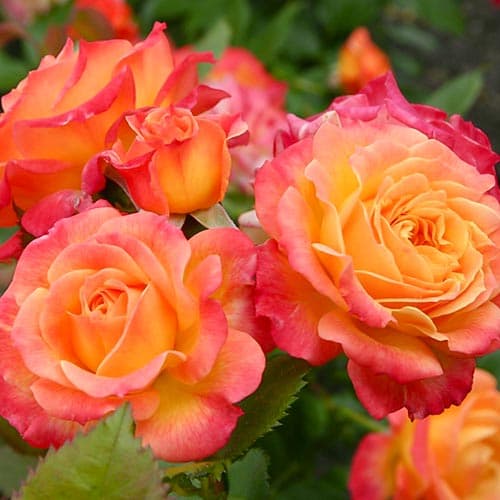 Роза флорибунда Майн Мюнхен изображение 1 артикул 3799