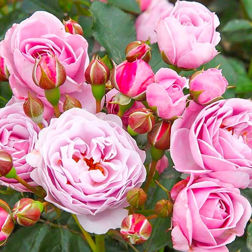 Роза флорибунда Наутика артикул фото 1 Роза флорибунда Наутика изображение 1 артикул 5705