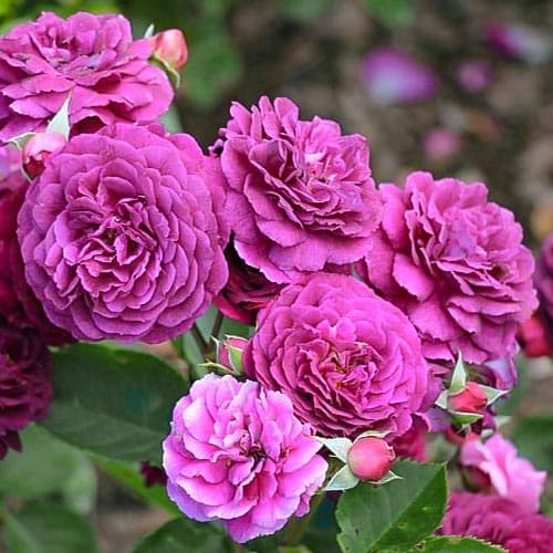 Роза флорибунда Нью Эйдж (New Age) изображение 1 артикул 4571